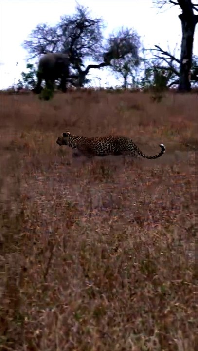 Leopard Faces Elephant Overpowered Wild Encounter