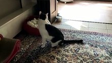 A Big Male Cat Hangs Around