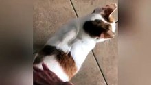 I played with Pino just for seconds