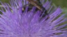 NATUREZA - O abelhão e o pólen