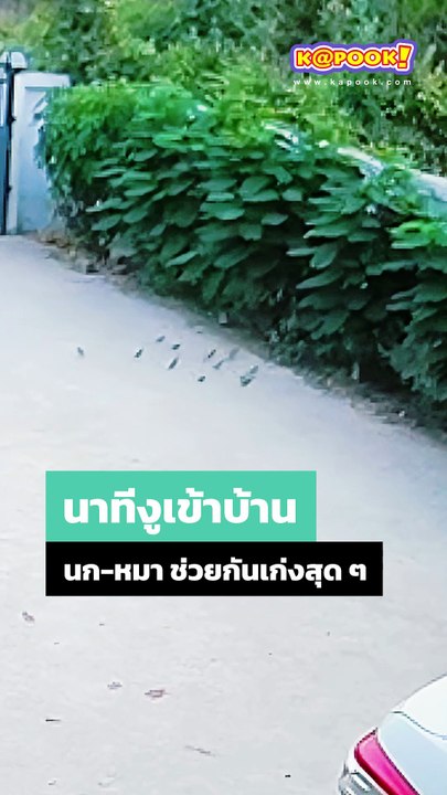 เลี้ยงไม่เสียข้าวสุก ! นาทีงูเข้าบ้าน ทั้งนก ทั้งหมา ช่วยกันทำหน้าที่ดีมาก