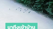 เลี้ยงไม่เสียข้าวสุก ! นาทีงูเข้าบ้าน ทั้งนก ทั้งหมา ช่วยกันทำหน้าที่ดีมาก