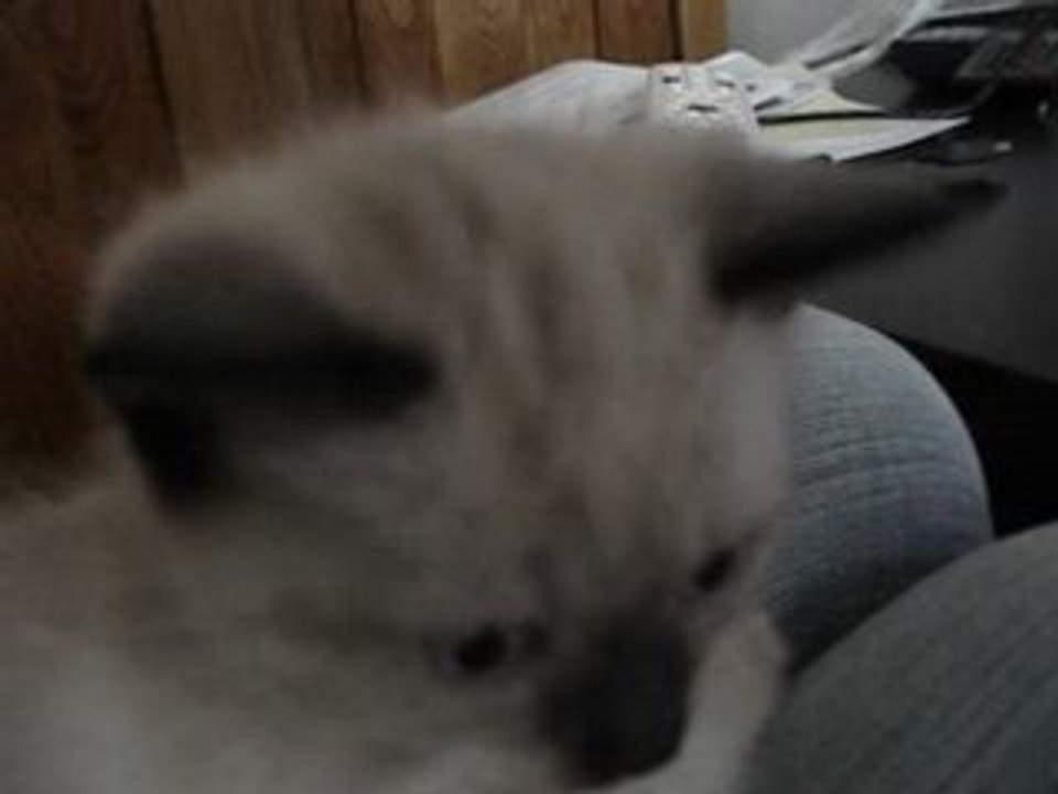 le petit male