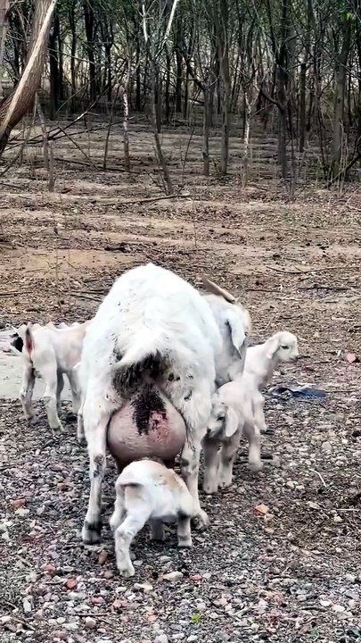 Mom sheep feeding her 5 little babies one by one