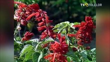 Mioara Velicu - Zi-i mai tare, lautare (Popasuri folclorice - arhiva TVR)