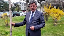 Erzincan'da okul saldırısında hayatını kaybedenler anısına "masumiyet çınarı" dikildi