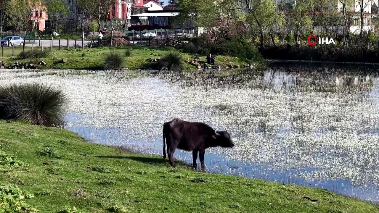 Su papatyaları mest etti: Kızılırmak Deltası Kuş Cenneti'nde enfes görüntüler