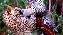 Adorable Leopard Cubs Cute Wild Moments