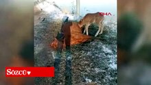Tay, ölen annesinin başından ayrılmadı