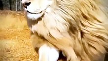 Loin attitude  |Amazing Wildlife Moments | Nature Documentary Shor