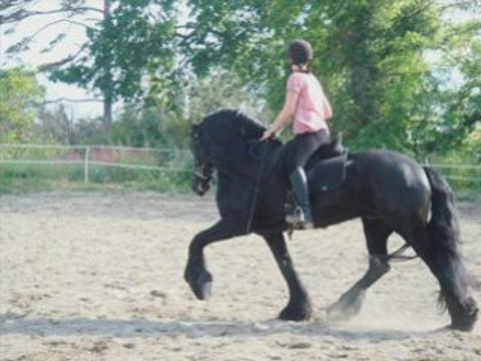 Video 1 cheval