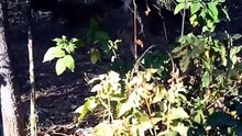 Wild Dogs Hunting Sambhar Fawn
