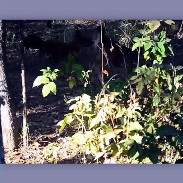 Wild Dogs Hunting Sambhar Fawn