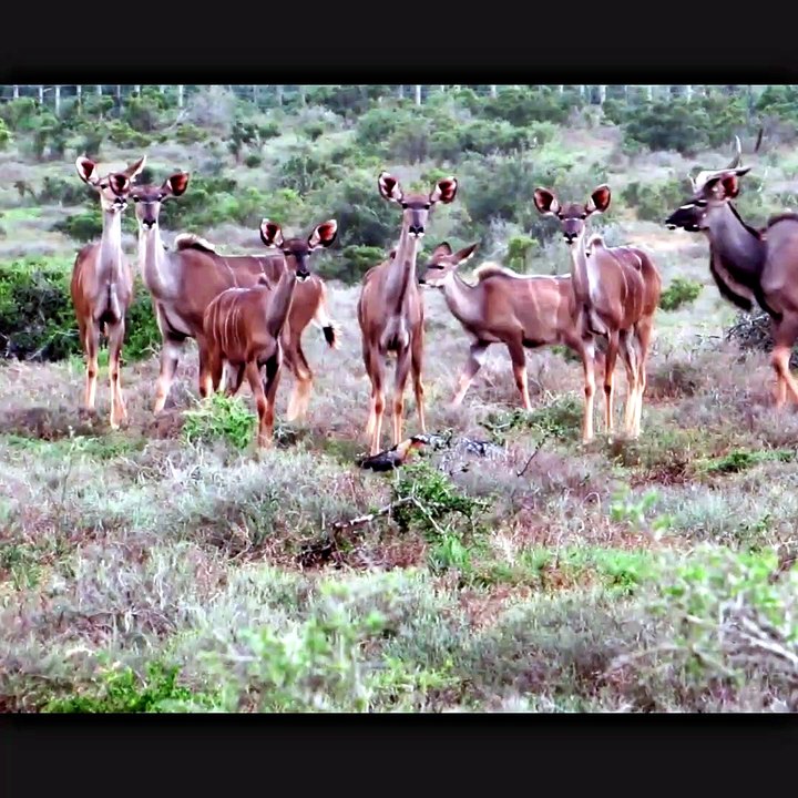 RARE footage of a jackal and brown hyena killing a kudu calf