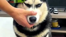 The Husky's Watermelon Armor!"