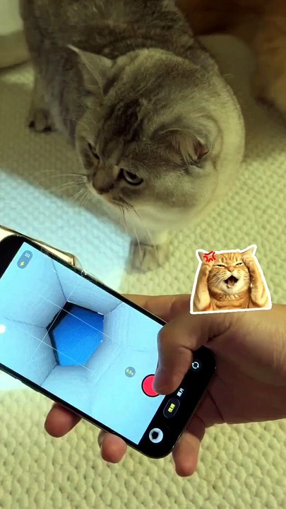 Eksperimen Sederhana Reaksi Kucing terhadap Cahaya dalam Ruang Tertutup