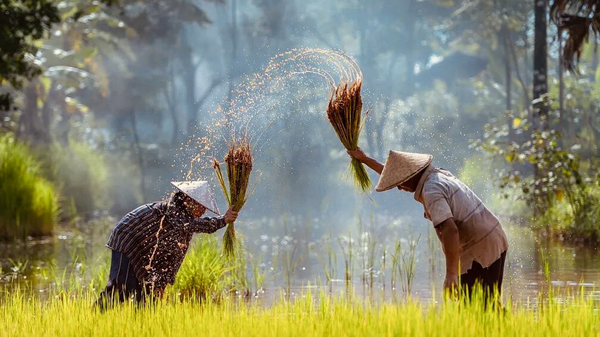 EL MUNDO viaja al delta del Mekong, el granero de Asia sacudido por una guerra lejana que paraliza su cosecha: "Hay muchos países que dependen de nuestro arroz para comer"