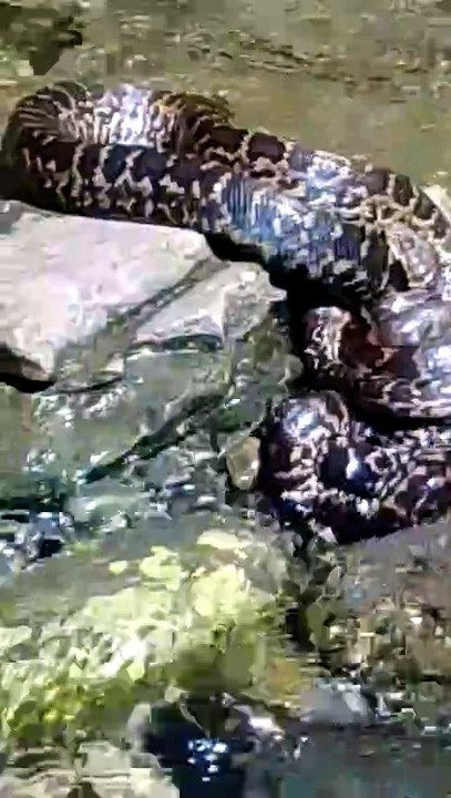 2 CULEBRAS EN EL RIO DUEI VILLA ALTAGRACIA PROVINCIA SAN CRISTOBAL REPUBLICA DOMINICANA.