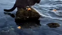 The Great Rock Hunt: Witness the Bold Kitty Pounce for Fish