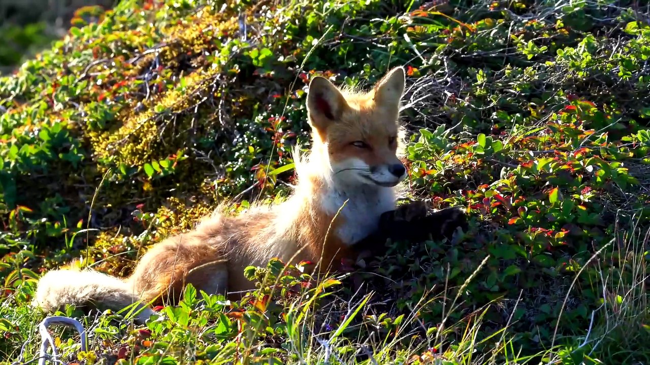 Newfoundland
