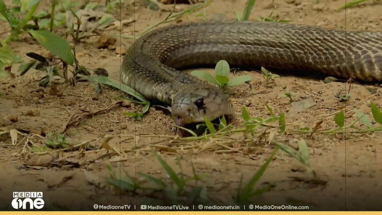 ചൂട് കൂടുന്നു, പാമ്പുകൾ പുറത്തേക്ക്; പാമ്പുകളെ കണ്ടാൽ എന്ത് ചെയ്യണം?