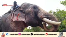 തലയെടുപ്പോടെ തെച്ചിക്കോട്ടുകാവ് രാമചന്ദ്രന്റെ വരവ്; ചെമ്പൂക്കാവ് ഭഗവതി ക്ഷേത്രത്തിലെത്തി പൂരപ്രേമികൾ