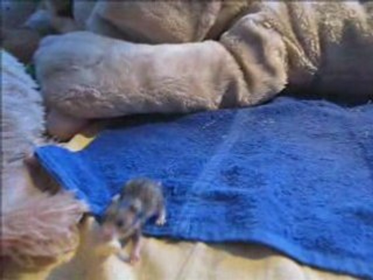 Bebes Hamsters 17 Jours Video Dailymotion