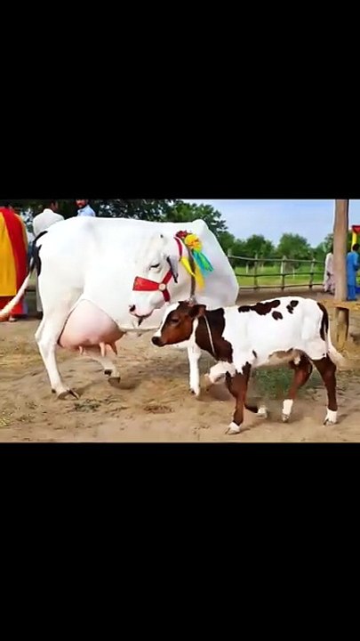 Discover the Best Heavy Milking Cow...Cholistani Jersey Friesian Sahiwal