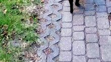 So… who’s in charge of this walk? 😆The cat or me? :) #cats #funnycats #catlover
