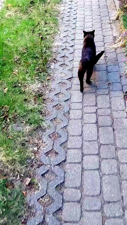 So… who’s in charge of this walk? 😆The cat or me? :) #cats #funnycats #catlover