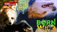 Rare Wildlife in Bhutan; Stray Dogs Preying on Turtle Eggs | Born To Be Wild (Full Episode)