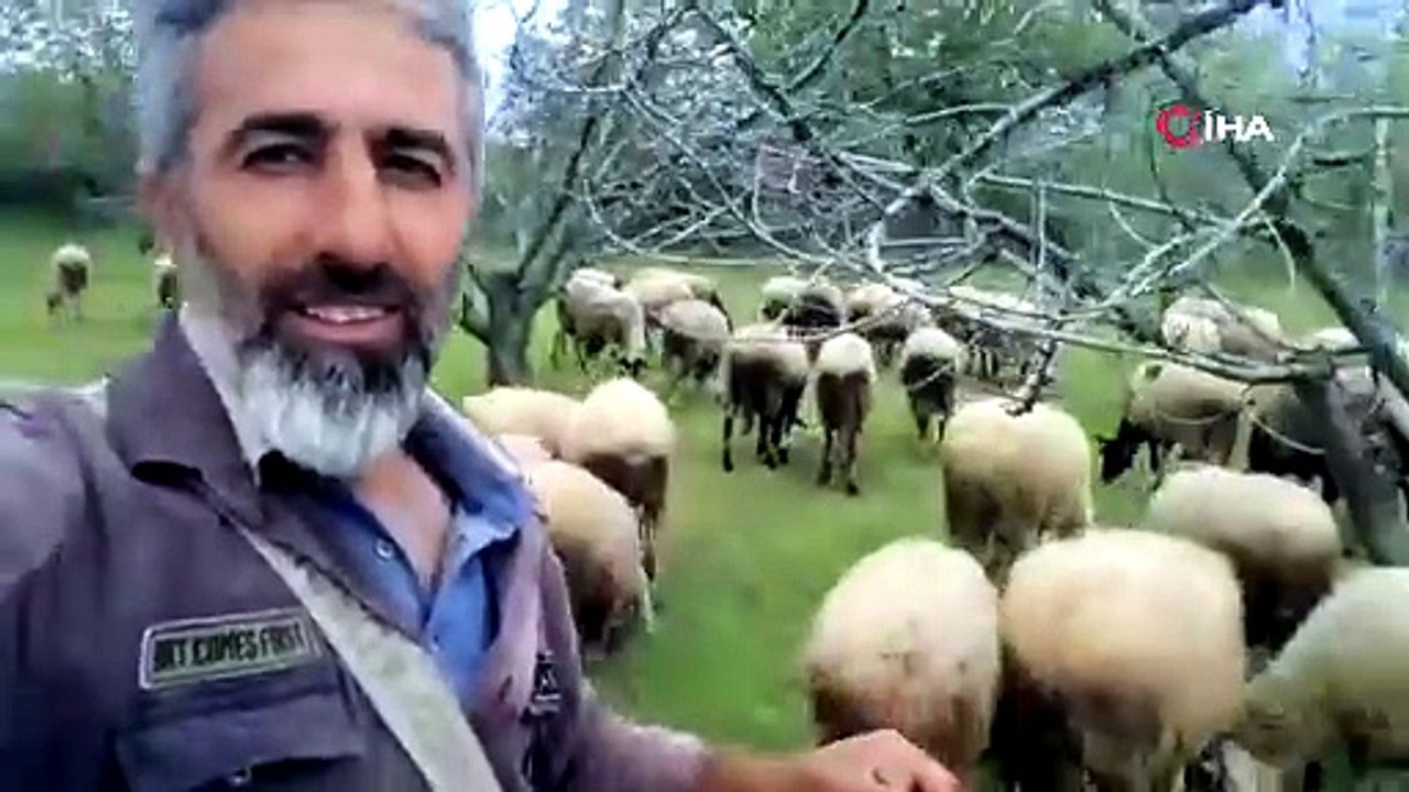 Çeşme Koyunu ile Fransa koçunu melezlediler! Verimi böyle katladılar