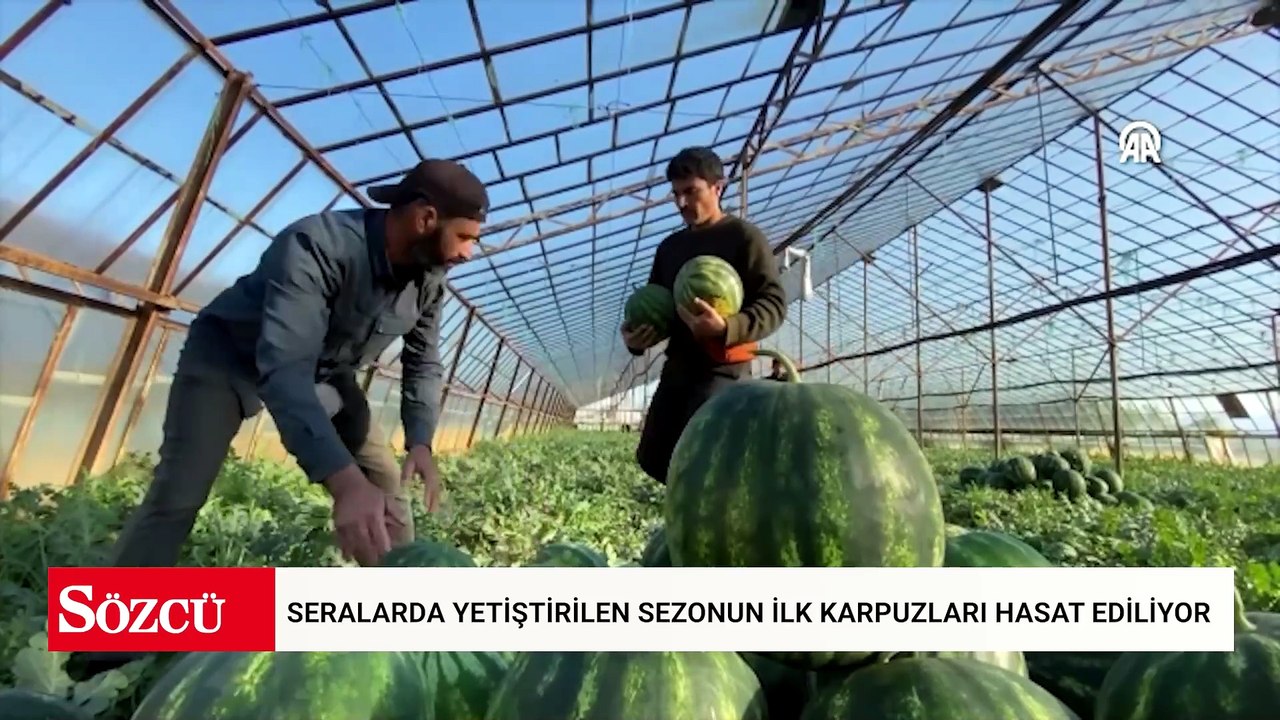 Antalya'da seralarda yetiştirilen sezonun ilk karpuzları hasat ediliyor