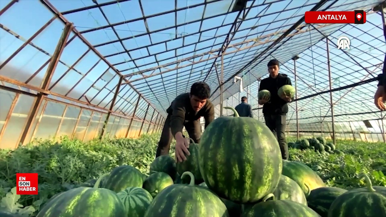 Antalya'da seralarda yetiştirilen sezonun ilk karpuzları hasat ediliyor