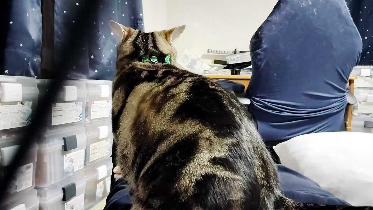 飼い主の太ももに乗って考え事をするココア2