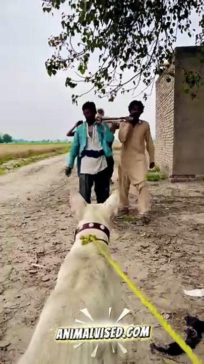 Dog….🐕😂 | Funniest Dog Moment Ever