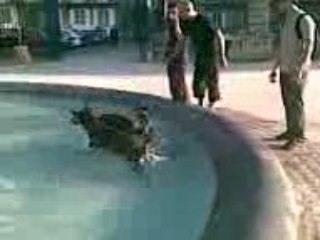 La fontaine ça rend fou
