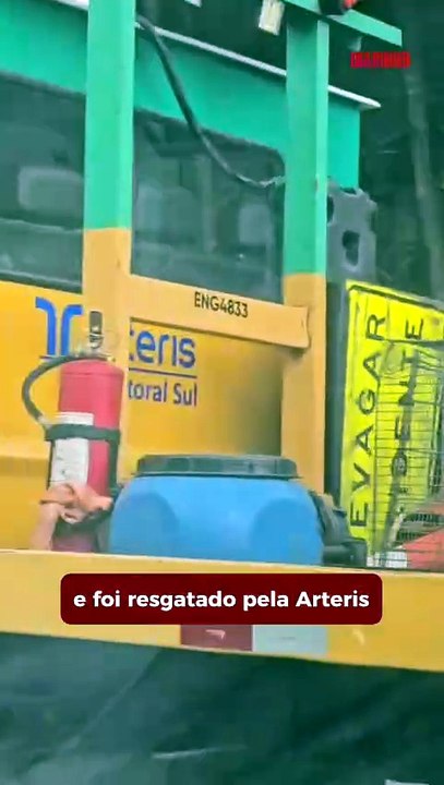 Doguinho atropelado na BR 101 é resgatado