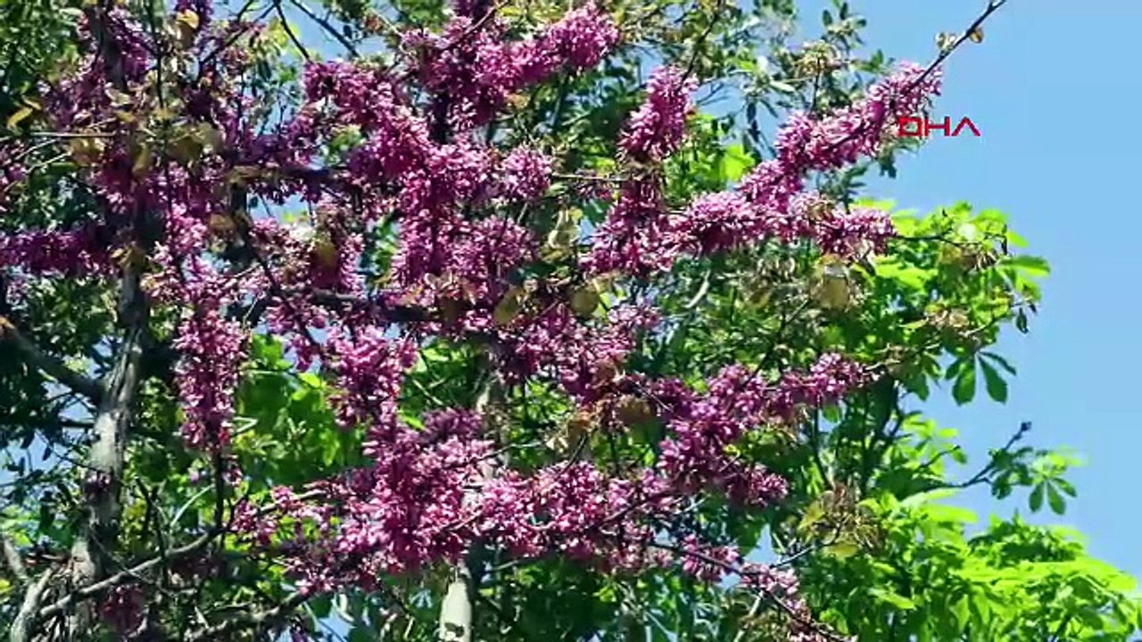 İstanbul’da erguvan zamanı! Baharın en güzel manzarası