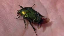 Encore un petit sauvetage d'un adorable cétoine dorée !Prenons soins de notre nature. 🏻