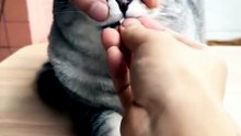 Hysterical Laughs with Crazy Cat Behavior 😹