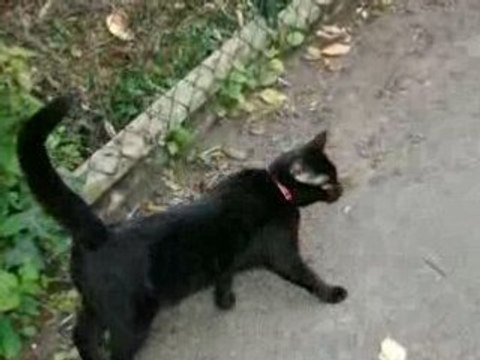 Promenades des chiens et de l'invitée mystère !