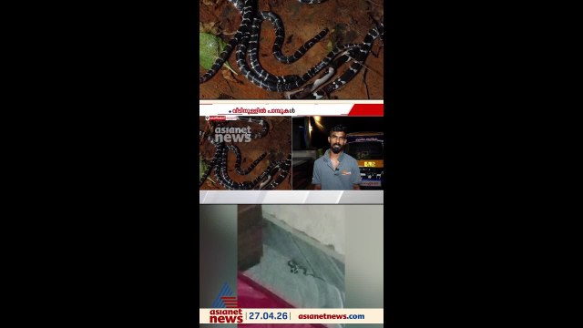 കിടപ്പുമുറിയിൽ നിന്ന് 5 വിഷപാമ്പുകളെ പിടികൂടി; ഒന്നരവയസുളള കുഞ്ഞടക്കം രക്ഷപ്പെട്ടത് തലനാരിഴയ്ക്ക്