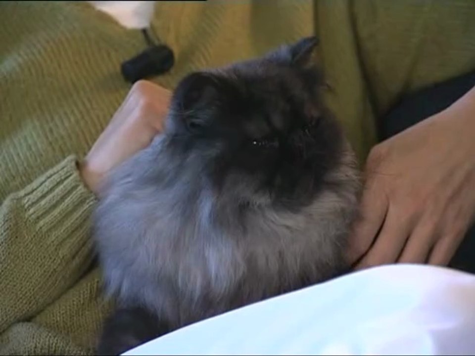 12 Enciclopedia Del Gatto - Contenuti Extra