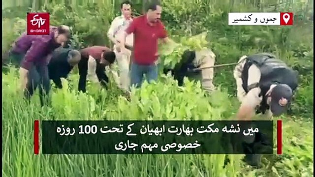 بڈگام میں منشیات مخالف مہم کے تحت پوست کی غیر قانونی کاشت تباہ