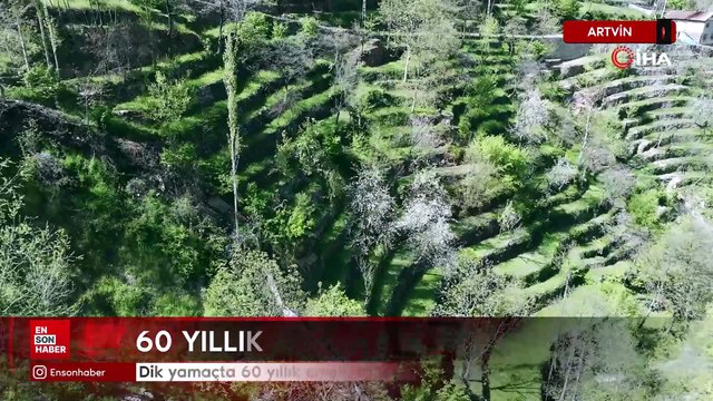 Artvin'de dik yamaçta 60 yıllık emek, taş duvarlarla kurulan miras