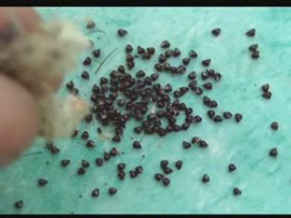 Récolte des graines de cactus