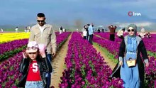 Türkiye'nin en büyük lale bahçesinde ziyaretçi rekoru
