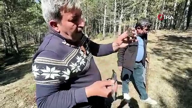 Ormandan bereket fışkırıyor: Toplayıp kilosunu 1500 TL'den satıyorlar