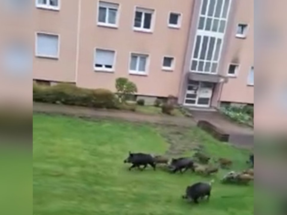 In dieser Stadt erobern Wildschweine ganze Wohngebiete